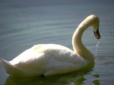 Swan